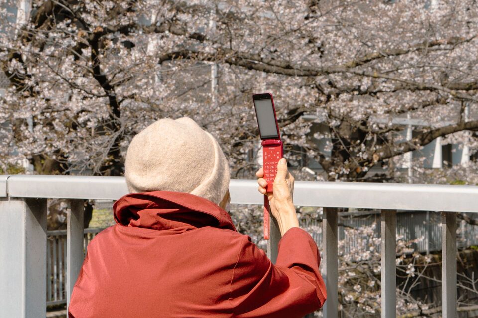 Een persoon houdt een klaptelefoon omhoog voor kersenbomen in Tokio, illustratieve foto.